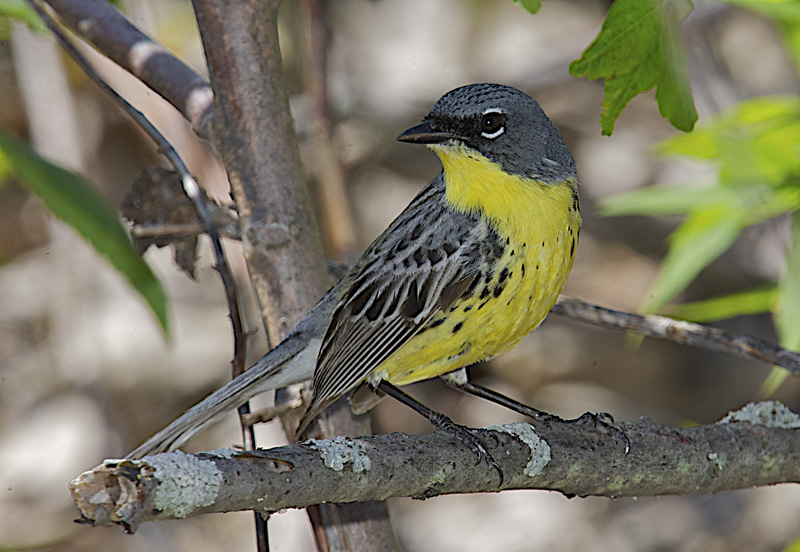 KIRTLANDS WARBLER